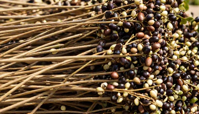 油茶种苗种植成本高,如何优化种植技术
