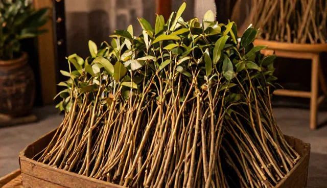 油茶种苗种植中农机使用误区与正确判断