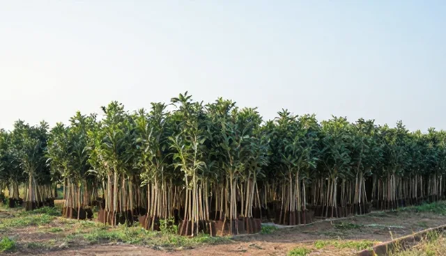 油茶种苗种植需关注土壤酸碱度